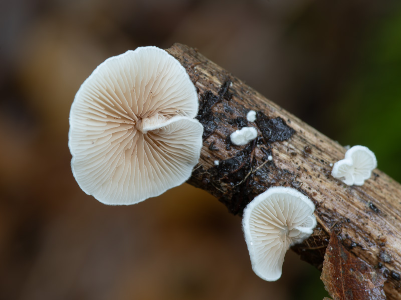 Crepidotus variabilis